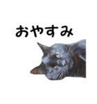 愛猫ぎんぺい、さくら、いちごのスタンプ（個別スタンプ：21）