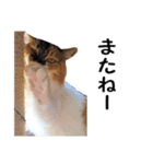 愛猫ぎんぺい、さくら、いちごのスタンプ（個別スタンプ：23）