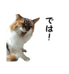 愛猫ぎんぺい、さくら、いちごのスタンプ（個別スタンプ：24）
