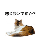 愛猫ぎんぺい、さくら、いちごのスタンプ（個別スタンプ：26）