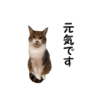 愛猫ぎんぺい、さくら、いちごのスタンプ（個別スタンプ：27）