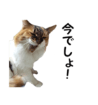 愛猫ぎんぺい、さくら、いちごのスタンプ（個別スタンプ：28）
