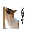 愛猫ぎんぺい、さくら、いちごのスタンプ（個別スタンプ：29）