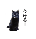 愛猫ぎんぺい、さくら、いちごのスタンプ（個別スタンプ：30）