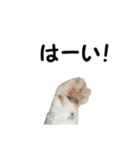 愛猫ぎんぺい、さくら、いちごのスタンプ（個別スタンプ：33）
