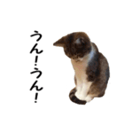 愛猫ぎんぺい、さくら、いちごのスタンプ（個別スタンプ：34）