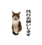 愛猫ぎんぺい、さくら、いちごのスタンプ（個別スタンプ：35）