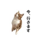 愛猫ぎんぺい、さくら、いちごのスタンプ（個別スタンプ：36）