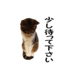 愛猫ぎんぺい、さくら、いちごのスタンプ（個別スタンプ：37）