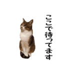 愛猫ぎんぺい、さくら、いちごのスタンプ（個別スタンプ：38）
