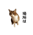 愛猫ぎんぺい、さくら、いちごのスタンプ（個別スタンプ：39）