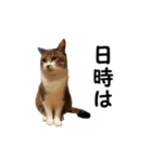 愛猫ぎんぺい、さくら、いちごのスタンプ（個別スタンプ：40）
