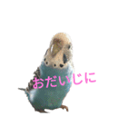 セキセイインコスタンプ2(ピッピちゃん)（個別スタンプ：2）