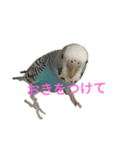 セキセイインコスタンプ2(ピッピちゃん)（個別スタンプ：3）