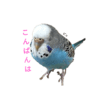 セキセイインコスタンプ2(ピッピちゃん)（個別スタンプ：6）