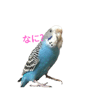 セキセイインコスタンプ2(ピッピちゃん)（個別スタンプ：8）