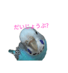 セキセイインコスタンプ2(ピッピちゃん)（個別スタンプ：9）