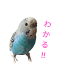 セキセイインコスタンプ2(ピッピちゃん)（個別スタンプ：10）