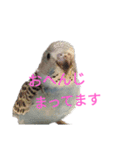 セキセイインコスタンプ2(ピッピちゃん)（個別スタンプ：12）