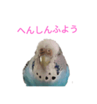 セキセイインコスタンプ2(ピッピちゃん)（個別スタンプ：13）