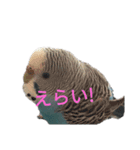 セキセイインコスタンプ2(ピッピちゃん)（個別スタンプ：14）