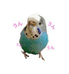 セキセイインコスタンプ2(ピッピちゃん)（個別スタンプ：15）