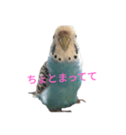 セキセイインコスタンプ2(ピッピちゃん)（個別スタンプ：18）