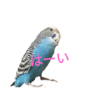 セキセイインコスタンプ2(ピッピちゃん)（個別スタンプ：19）