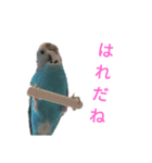 セキセイインコスタンプ2(ピッピちゃん)（個別スタンプ：21）