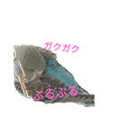 セキセイインコスタンプ2(ピッピちゃん)（個別スタンプ：22）