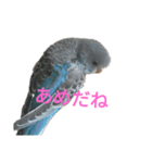 セキセイインコスタンプ2(ピッピちゃん)（個別スタンプ：23）