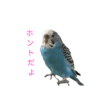 セキセイインコスタンプ2(ピッピちゃん)（個別スタンプ：25）