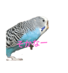 セキセイインコスタンプ2(ピッピちゃん)（個別スタンプ：27）