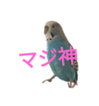 セキセイインコスタンプ2(ピッピちゃん)（個別スタンプ：29）