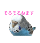 セキセイインコスタンプ2(ピッピちゃん)（個別スタンプ：31）