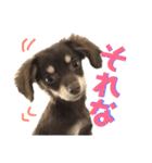 アルバすたんぷ（個別スタンプ：22）