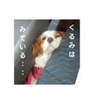 くるみの日常(キャバリア)（個別スタンプ：3）