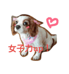 くるみの日常(キャバリア)（個別スタンプ：5）