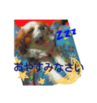 くるみの日常(キャバリア)（個別スタンプ：8）