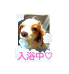くるみの日常(キャバリア)（個別スタンプ：11）