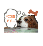 くるみの日常(キャバリア)（個別スタンプ：12）