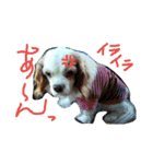 くるみの日常(キャバリア)（個別スタンプ：18）