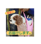 くるみの日常(キャバリア)（個別スタンプ：24）
