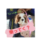 くるみの日常(キャバリア)（個別スタンプ：25）