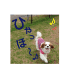 くるみの日常(キャバリア)（個別スタンプ：26）