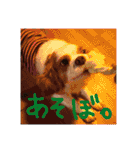 くるみの日常(キャバリア)（個別スタンプ：30）
