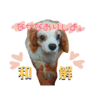 くるみの日常(キャバリア)（個別スタンプ：36）