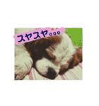 くるみの日常(キャバリア)（個別スタンプ：39）