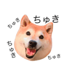柴犬めいめい（個別スタンプ：1）