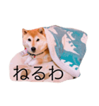 柴犬めいめい（個別スタンプ：2）